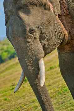 斯里兰卡斯里兰卡大象威尔帕图国家公园斯里兰卡斯里兰卡