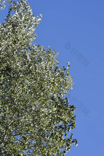 白色杨树