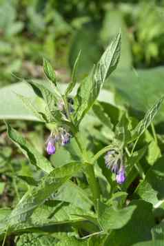 常见的紫草科植物