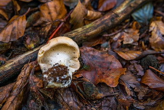 蘑菇真菌色彩斑斓的秋天<strong>森林</strong>