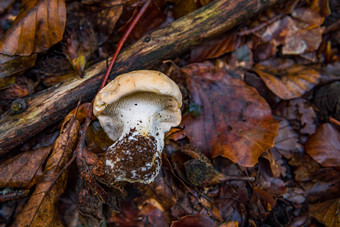 <strong>蘑菇</strong>真菌色彩斑斓的秋天森林