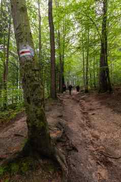 徒步旅行者走标志着红色的旅游小道山