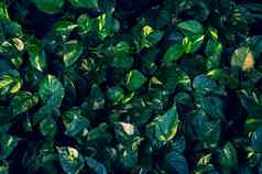 热带叶子色彩斑斓的花黑暗热带树叶自然背景黑暗绿色树叶自然