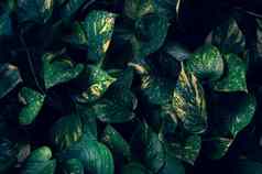 热带叶子色彩斑斓的花黑暗热带树叶自然背景黑暗绿色树叶自然
