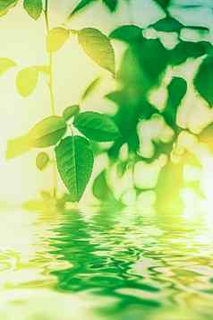 绿色叶子春天水生态自然生物能源后台