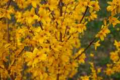 黄色的连翘盛开的4月春天复活节树