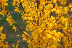 黄色的盛开的连翘花春天关闭观赏落叶灌木花园起源