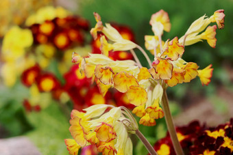 春天野生花<strong>报春</strong>veris黄花九轮草常见的黄花九轮草黄花九轮草月见草