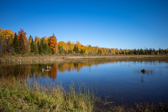 色彩斑斓的秋天森林湿地