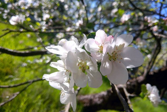 苹果树分支花朵春天花园清晰的一天