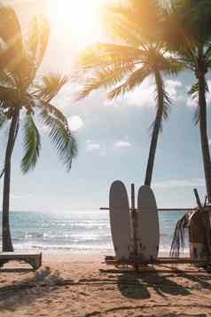 冲浪板椰子树夏天海滩