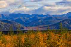 自然马加丹州地区明亮的低山苔原覆盖草色彩斑斓的树俄罗斯苔原