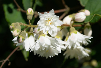 英语山茱萸山<strong>梅花</strong>冠状动脉