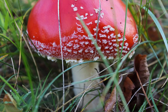 红色的有毒的蘑菇安妮塔致幻剂飞木耳