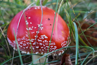 红色的有毒的蘑菇安妮塔致幻剂飞木耳