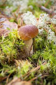 牛肝菌属Edulis口袋一分钱好猪王牛肝菌被称为porcini蘑菇生长森林地板上莫斯