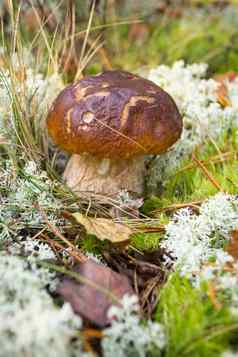 口袋蘑菇生长野生森林可食用的多孔牛肝菌属蘑菇牛肝菌属badius湾牛肝菌蘑菇绿色灰色莫斯