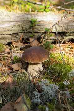 美味的可食用的蘑菇棕色（的）牛肝菌属莫斯野生森林白俄罗斯