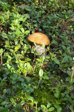 可食用的蘑菇牛肝菌属网状森林夏天口袋夏天牛肝菌