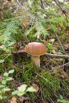 如雨后春笋般冒出来牛肝菌属Edulis口袋真菌日益增长的森林封面秋天时间