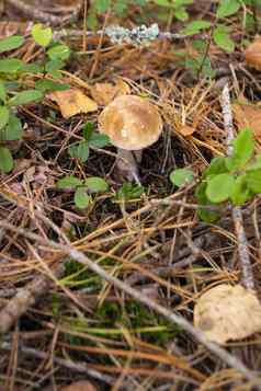蘑菇森林白俄罗斯秋天牛肝菌属Russula