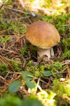 可食用的牛肝菌蘑菇秋天野生森林牛肝菌属Edulis