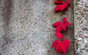 石头墙红色的艾薇叶子复制空间背景纹理攀爬植物背景复古的风格红色的植物叶子难看的东西墙