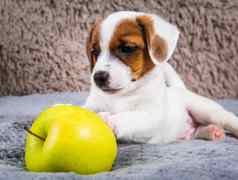杰克罗素梗狗小狗黄色的苹果