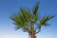 棕榈树绿色叶子夏天季节