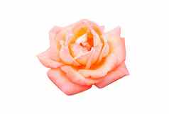 美丽的甜蜜的橙色玫瑰巴德花孤立的白色后台支持