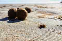 干海洋posidonia海藻球海滩沙子textur