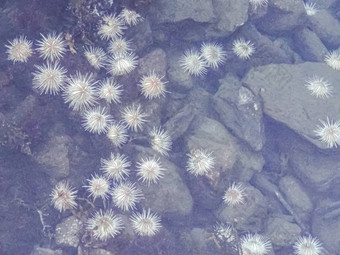 白色海海胆深冷水湖峡湾挪威