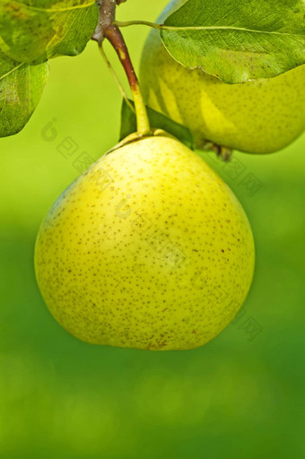 perry-pear