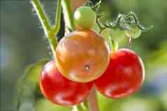 番茄植物成熟的生水果