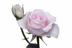 美丽的盛开的玫瑰白色背景