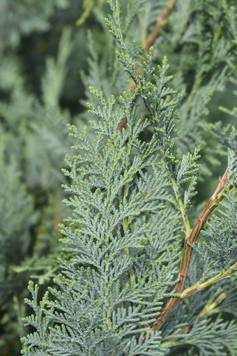 劳森柏树columnarisglauca