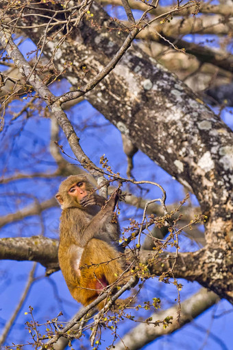 恒河短尾猿皇家巴蒂亚国家公园尼泊尔