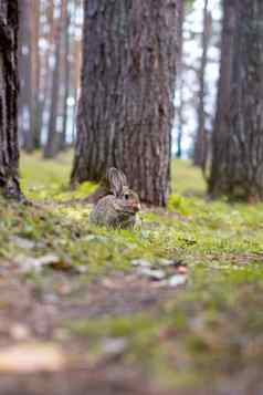 美丽的兔子运行森林咀嚼草叶叶子