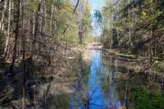 湿地森林下降树水