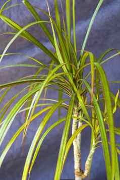 室内植物热带棕榈特写镜头宏