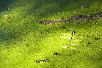 绿色沼泽湿地自然背景