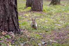 美丽的兔子运行森林咀嚼草叶叶子