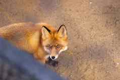 野生红色的狐狸坐着笼子里动物园