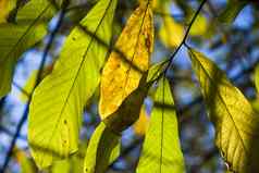 秋天叶子背景阳光明亮的色彩斑斓的叶子