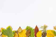 秋天秋天色彩斑斓的叶子白色背景空间文本秋天自然背景