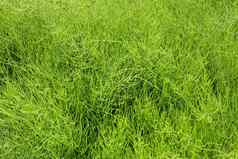 绿色草场背景绿色颜色草纹理