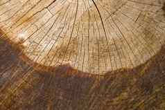 木背景减少树模式纹理减少干树树年龄环裂缝木背景