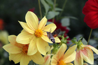 <strong>大最大</strong>蜜蜂黄色的花头宏特写镜头昆虫自然背景