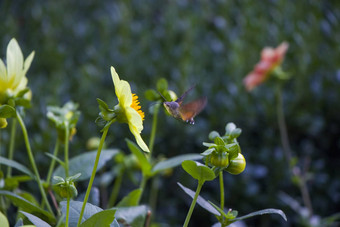 大最大蜜蜂黄色的花头宏特写镜头昆虫自然背景