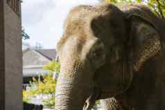 大象特写镜头哺乳动物野生动物柏林动物园